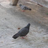 rawr I am the evil pigeon plotting world domination