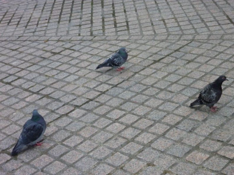 Pigeons here are extra fluffy