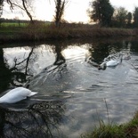 The people here call them swarrs or swans or something & are known to chase & devauor unattended children