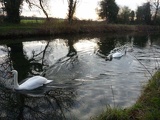The people here call them swarrs or swans or something &amp; are known to chase &amp; devauor unattended children