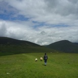 Terrence trying out for the sheep dog post