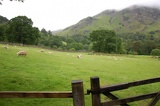 highlands= sheep land