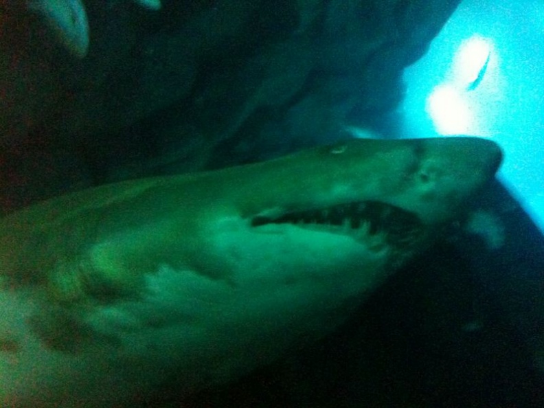 Blury shark is blury!