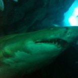 Blury shark is blury!
