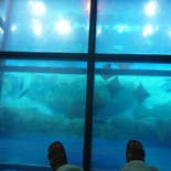 An overview of the Giant aquarium