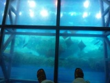 An overview of the Giant aquarium