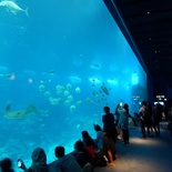 SEA-aquarium-sentosa-049.jpg
