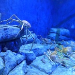 SEA-aquarium-sentosa-082