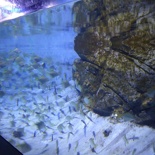 SEA-aquarium-sentosa-093