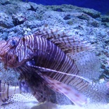 SEA-aquarium-sentosa-096