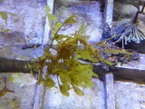 SEA-aquarium-sentosa-099