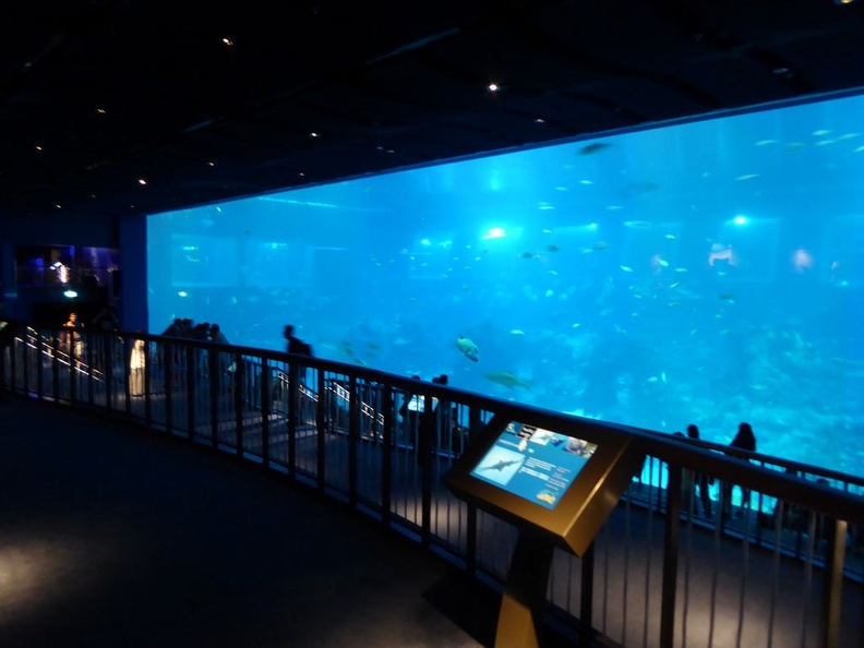 SEA-aquarium-sentosa-118.jpg