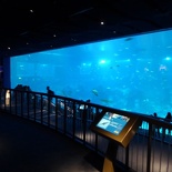 SEA-aquarium-sentosa-118