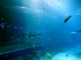 SEA-aquarium-sentosa-125