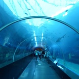 SEA-aquarium-sentosa-162