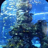SEA-aquarium-sentosa-017