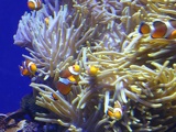 SEA-aquarium-sentosa-028