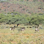 safrica-mokala-safari-025