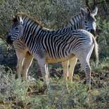 safrica-mokala-safari-034