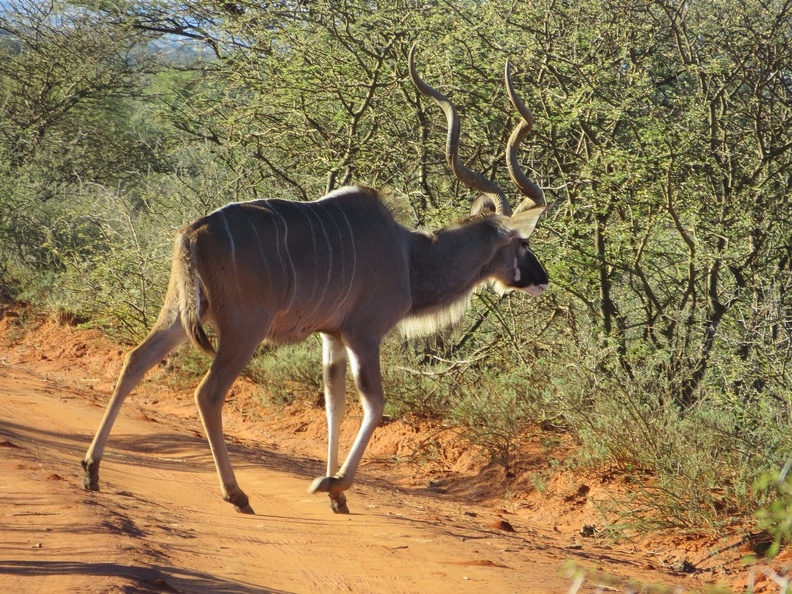 safrica-mokala-safari-038.jpg