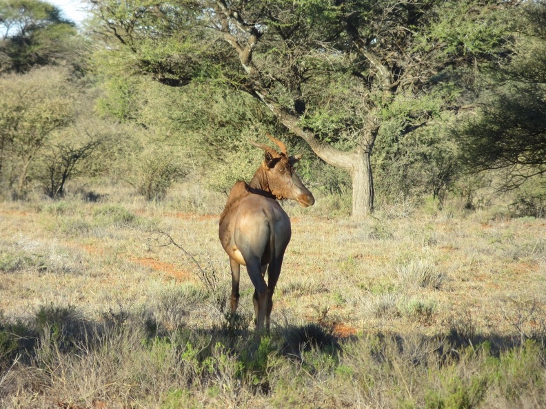safrica-mokala-safari-040.jpg
