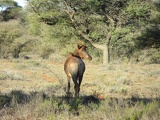 safrica-mokala-safari-040