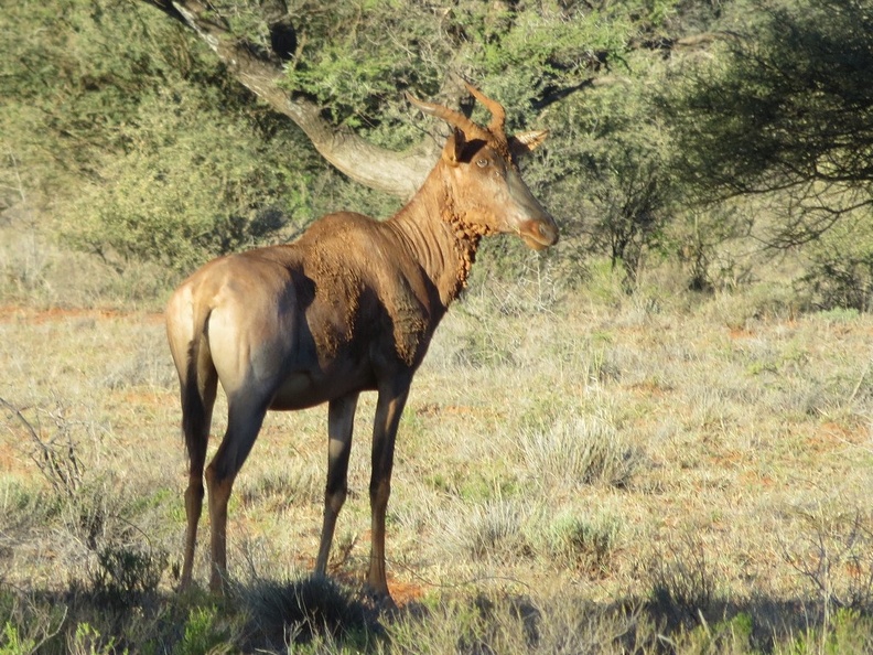 safrica-mokala-safari-041.jpg