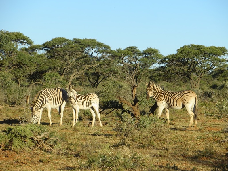 safrica-mokala-safari-050.jpg