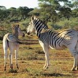 safrica-mokala-safari-052.jpg