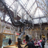 oxford-natural-history-museum-03