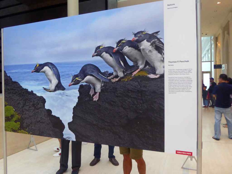 Nature 2nd Prize covering Crested penguins