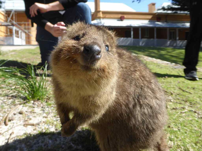 One of the main reasons to visit Rottnest is to see the adorable native Quokkas. There are ton loads of them on the island given the lack of natural predators