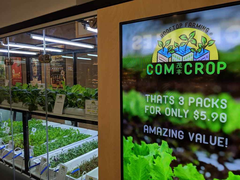 Com Crop hydroponics farming live display
