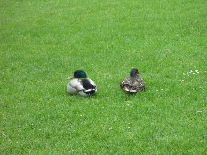 here we see a pair of ducks