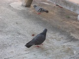rawr I am the evil pigeon plotting world domination