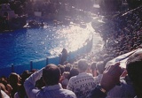 Dolphin and sealion shows were all packed
