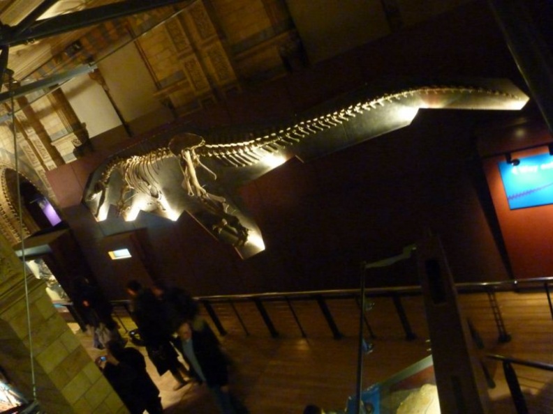 A bipedal Rex like fossil