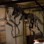 Most skeletons are suspended alongside the walk
