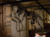 Most skeletons are suspended alongside the walk