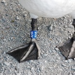 All the bigger birds get fancy anklets. :P