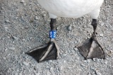 All the bigger birds get fancy anklets. :P
