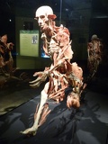 The Bodyworld's exhibition is a highlight