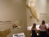 the marsupial section