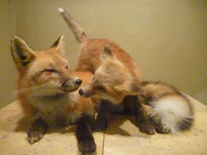 cute foxes