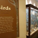 the avian section