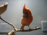 angry bird!