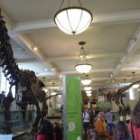 Overview of the dino section