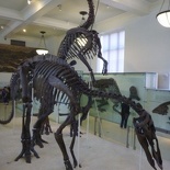 not a stegosaurus! (Anatotitan fossil skeletons)