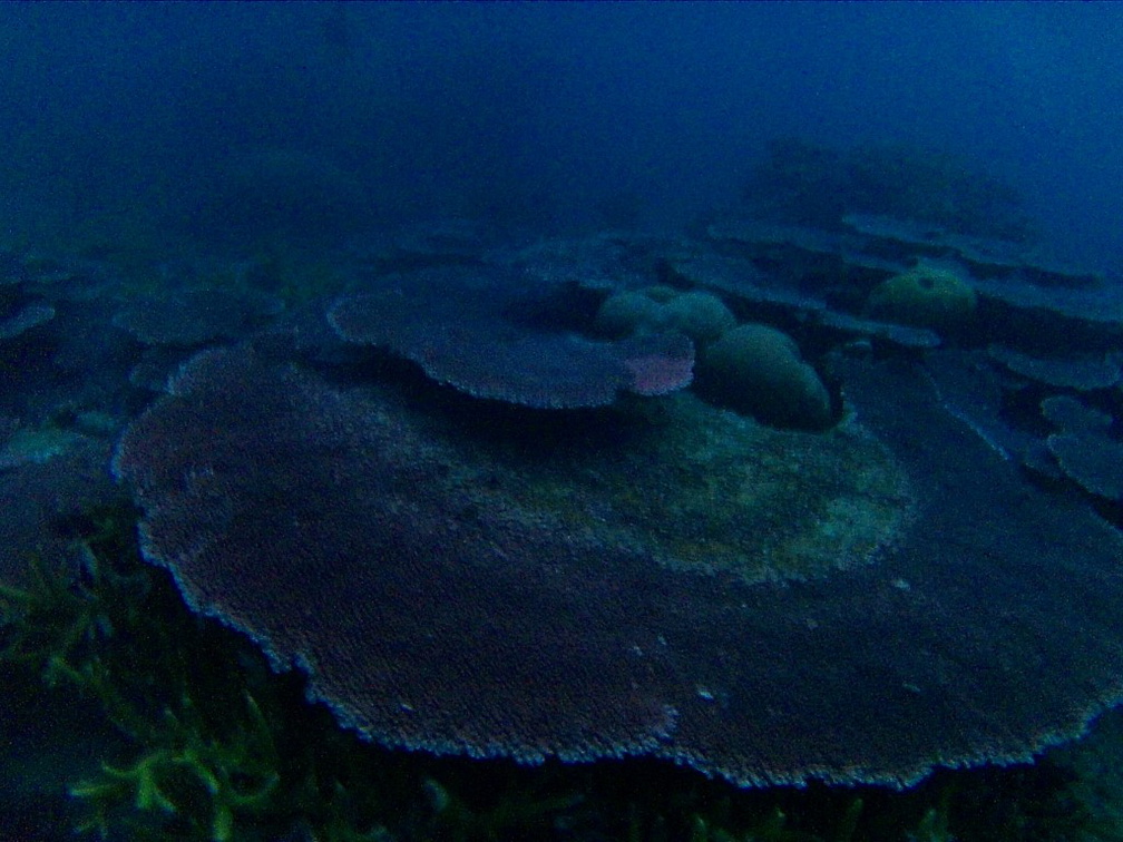 Dayang scuba gilldivers 2015 45