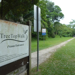 HSBC Tree top Walk at Macritchie Singapore